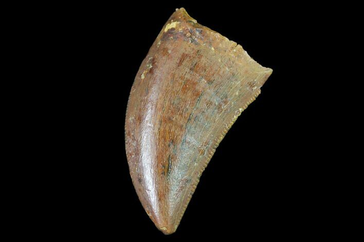 Raptor Tooth - Real Dinosaur Tooth #102348